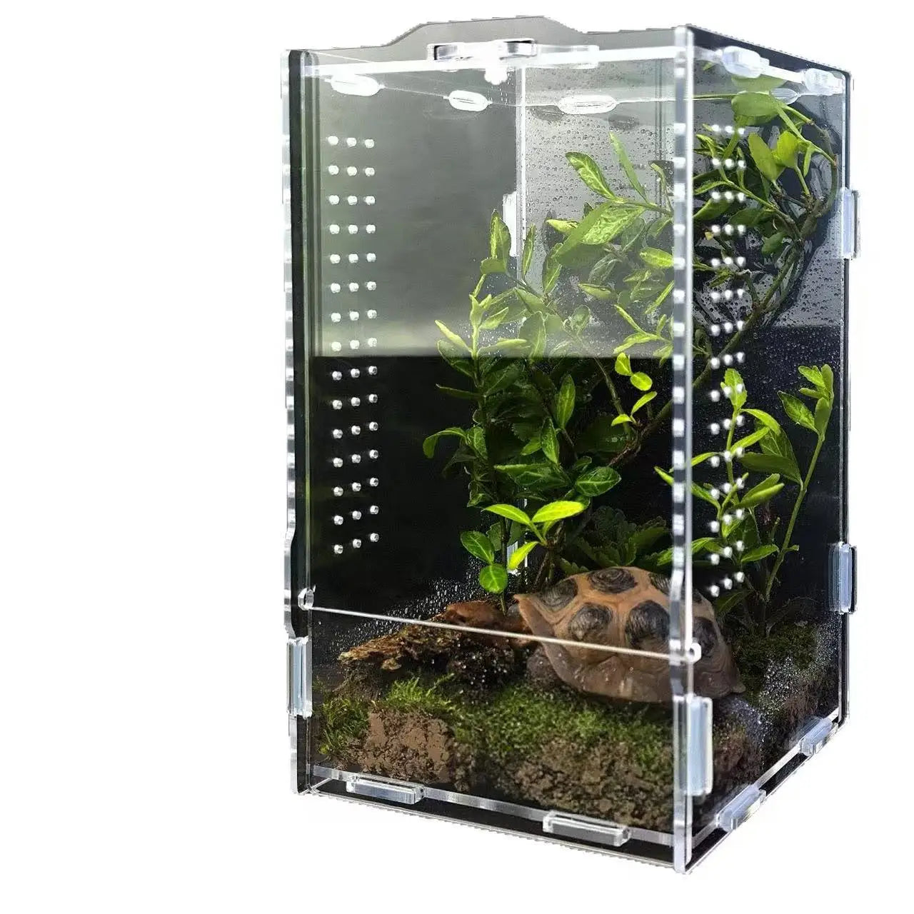 Boîte en Acrylique Transparente pour Insectes – Terrarium Personnalisable pour Araignées, Décor Rainforest et Animaux Rampants