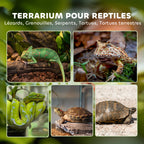 Terrarium Reptile – Boîte d'Élevage en Verre Trempé, Fermeture Sécurisée, Ventilation Frontale, Sans Montage, 50x30x35 cm, Noir