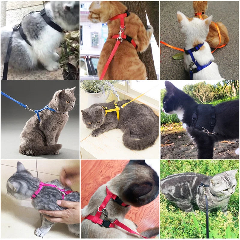 Harnais et Laisse Réglables pour Lapin et Chat – Nylon, Balade Extérieure, Chaton, Lapin Nain (Accessoires)