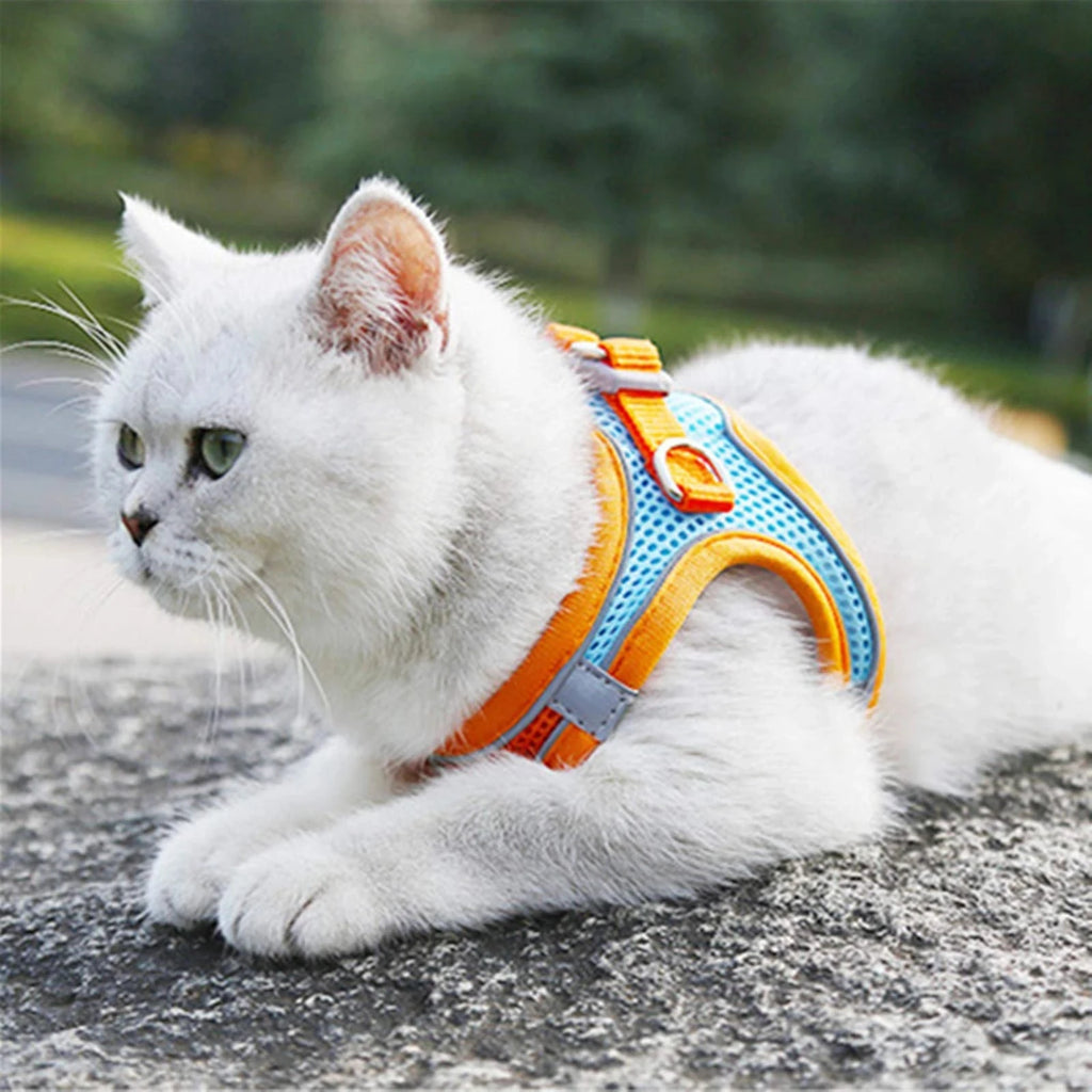 Harnais Réfléchissant Réglable pour Chat et Petit Chien – Laisse Incluse, Accessoires Animaux