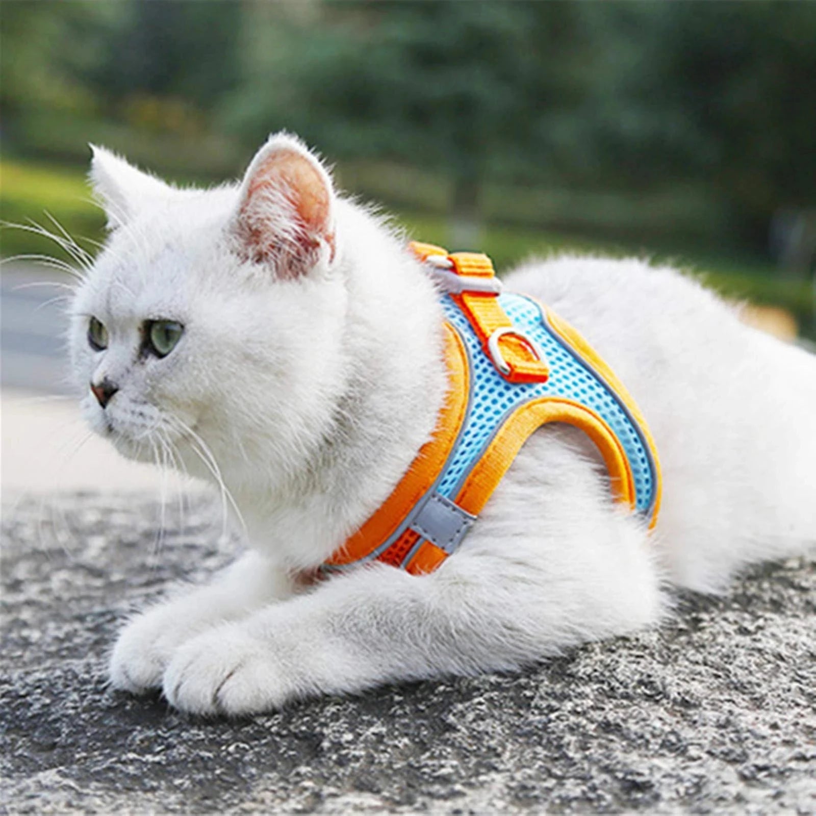 Harnais Réfléchissant Réglable pour Chat et Petit Chien – Laisse Incluse, Accessoires Animaux