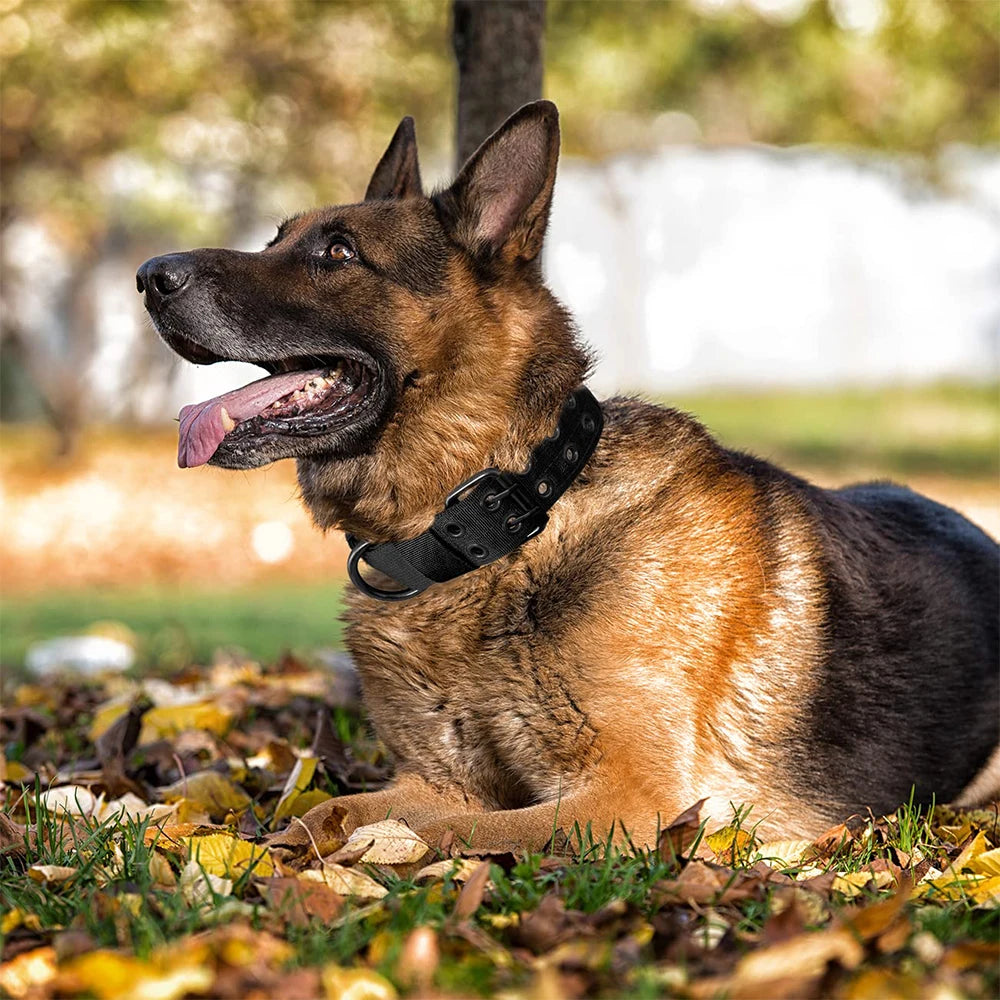 Collier Tactique Militaire pour Chien – Nylon Robuste, Réglable, pour Chiens Moyens et Grands