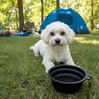 Bichon blanc - gamelle camping