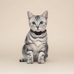 Chat avec collier GPS